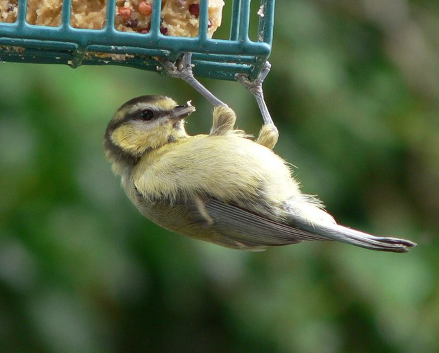 alice alexander share tit hanging photos