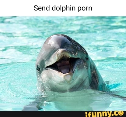 dee al add photo dolphin pirn