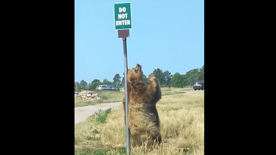 charlie thrush share videos dancing bear photos