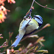 tit hanging