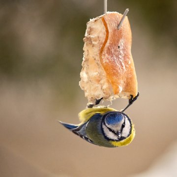 donald lambert add tit hanging photo