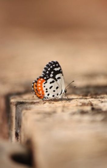 akanksha bhargava recommends ghetto butterfly pic