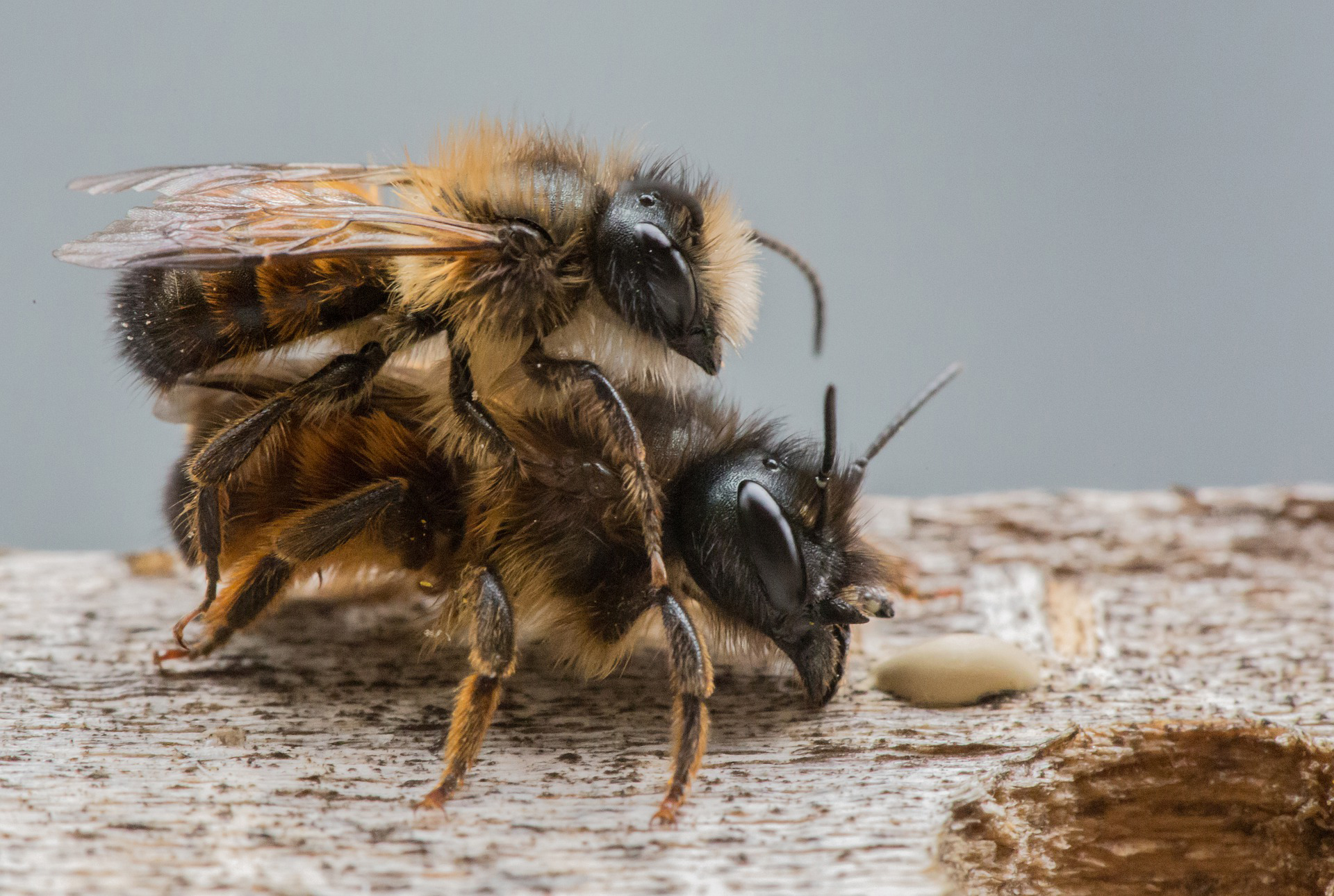 curtis beaman recommends Queen Bee Porn