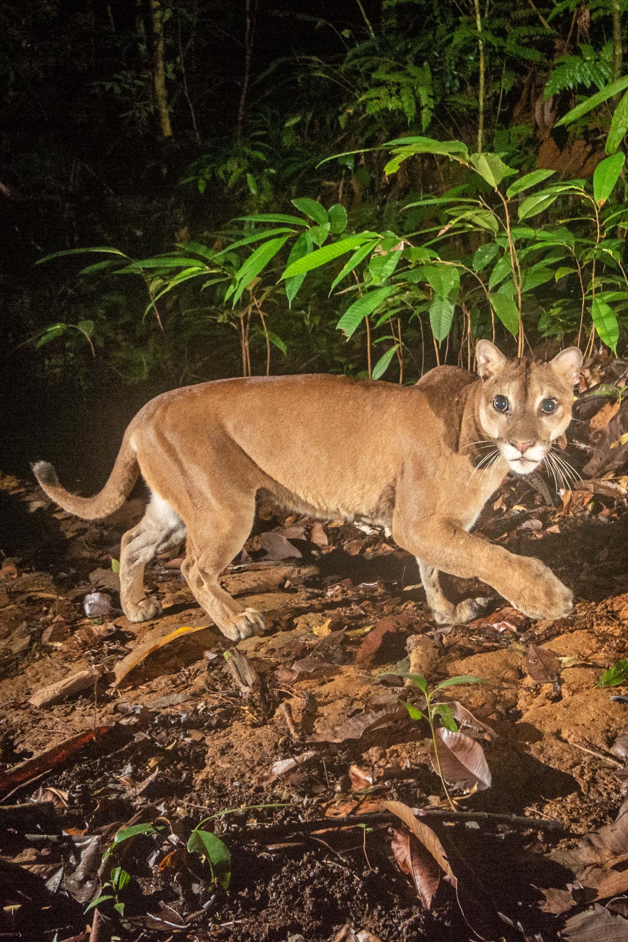 christi pruitt recommends Small Breasted Cougars