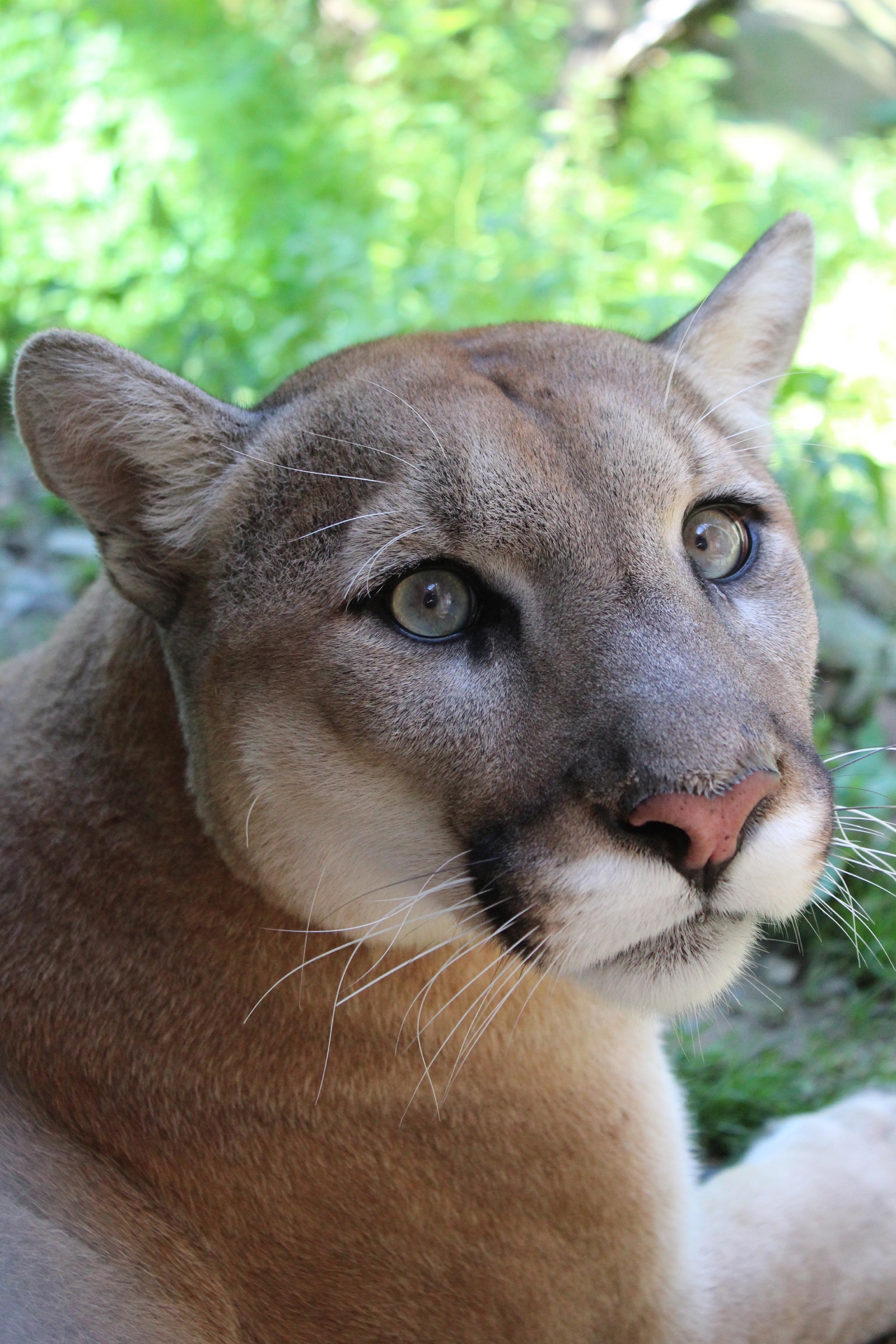 small breasted cougars